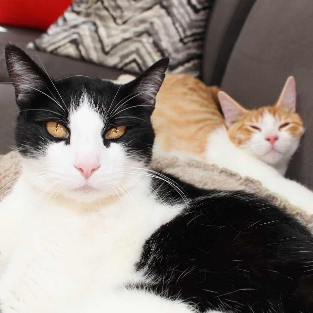 Purrific Marin County