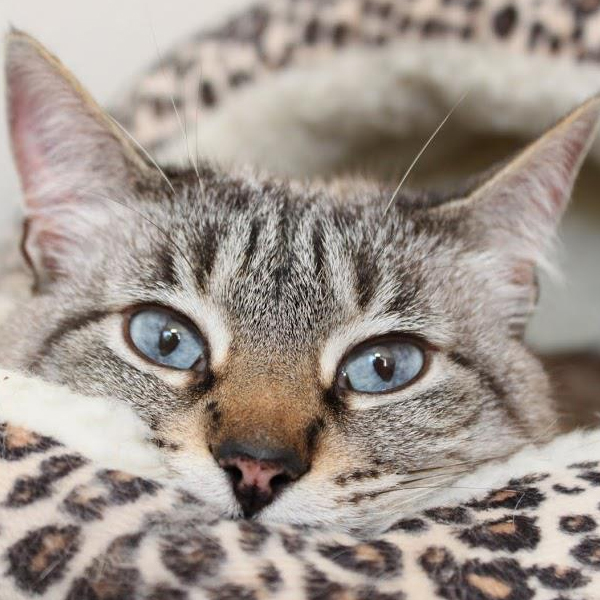 Purrific Save A Life
